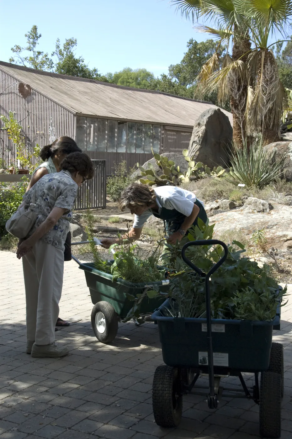 SBBG Fall Plant Sale, 2010