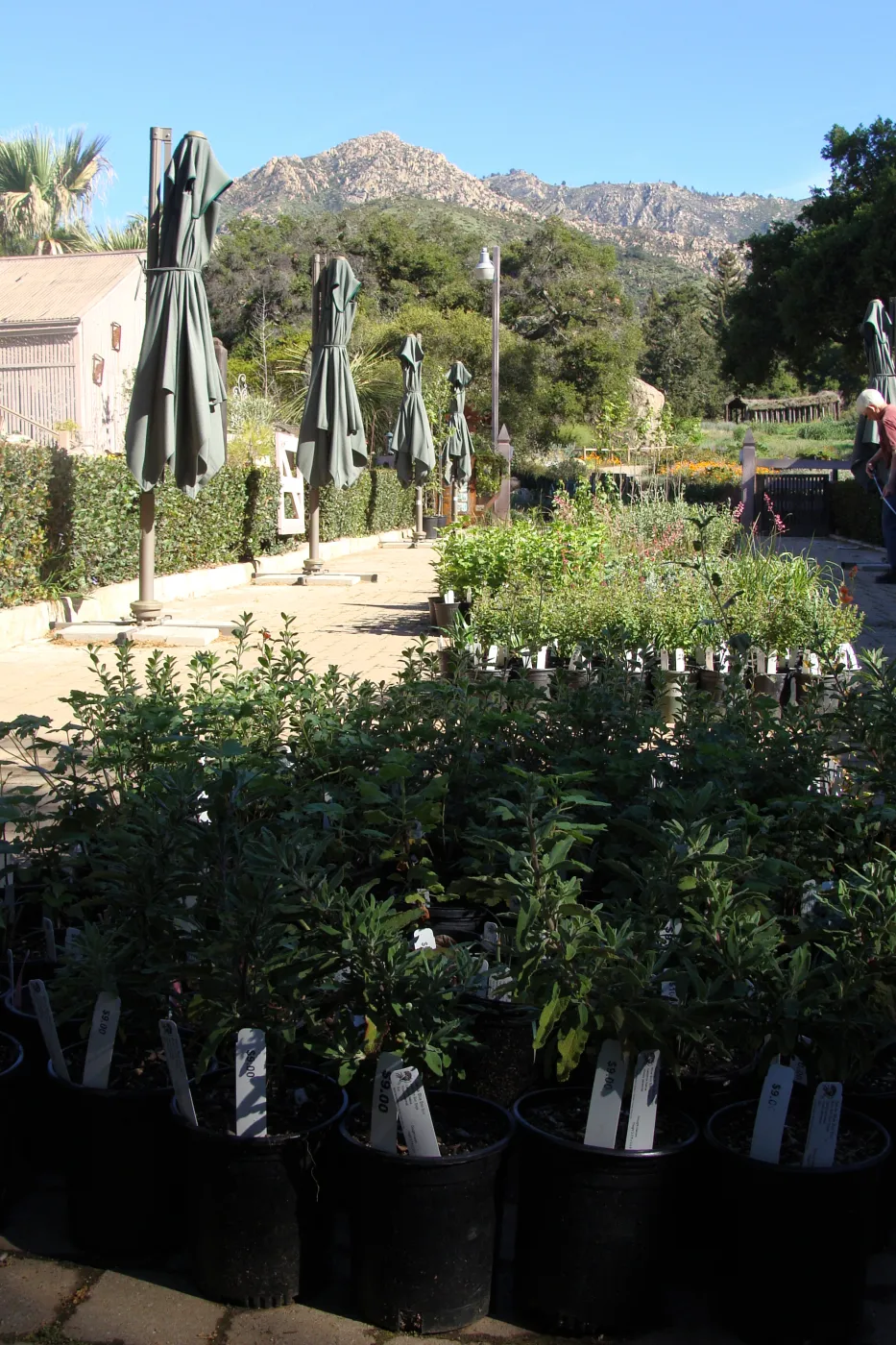 SBBG, Spring Plant Sale 2011, potted plants in the Courtyard