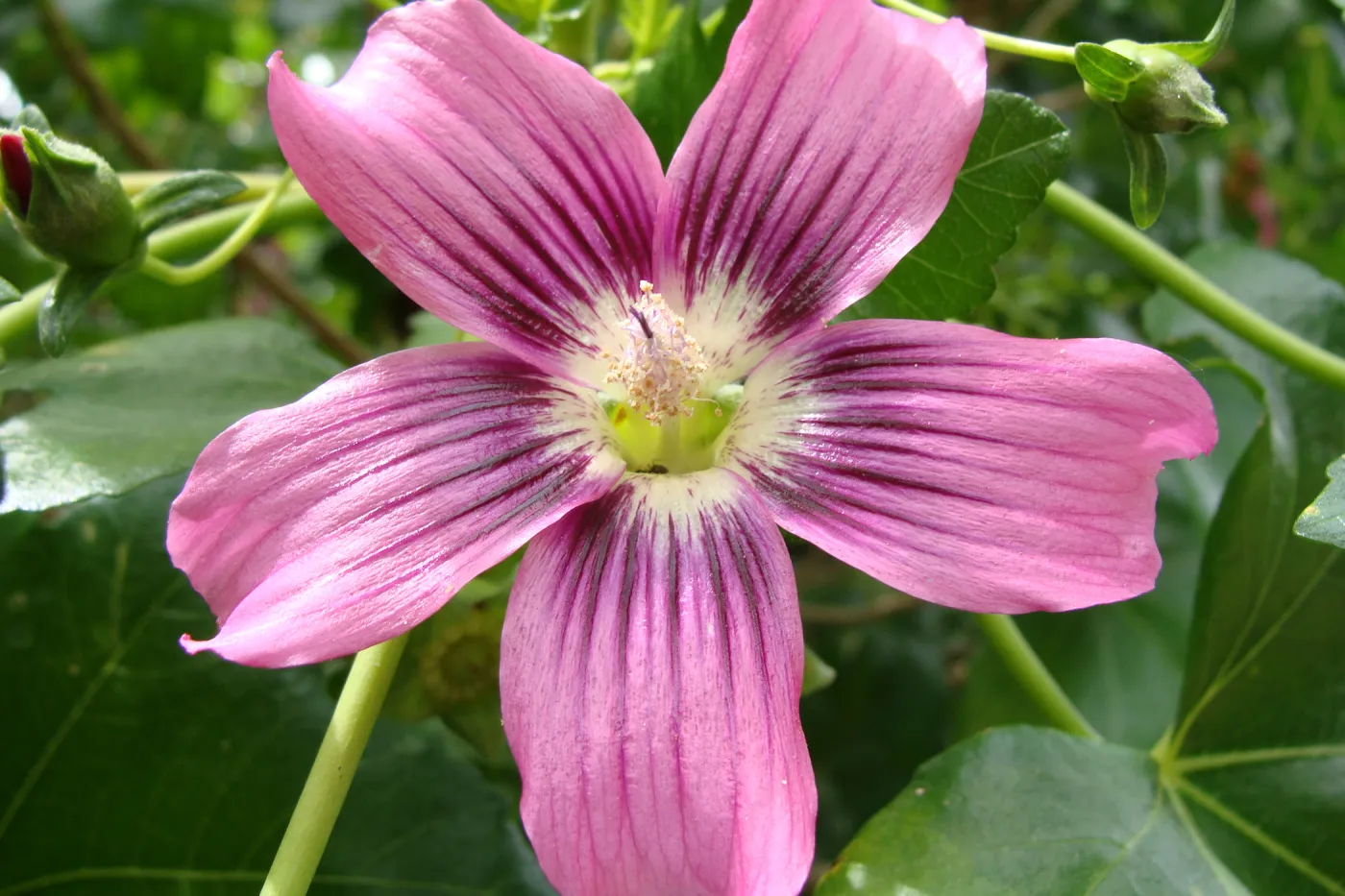 southern island mallow, Lavatera assurgentiflora subsp. glabra, flower, Conservation Display Garden, SBBG