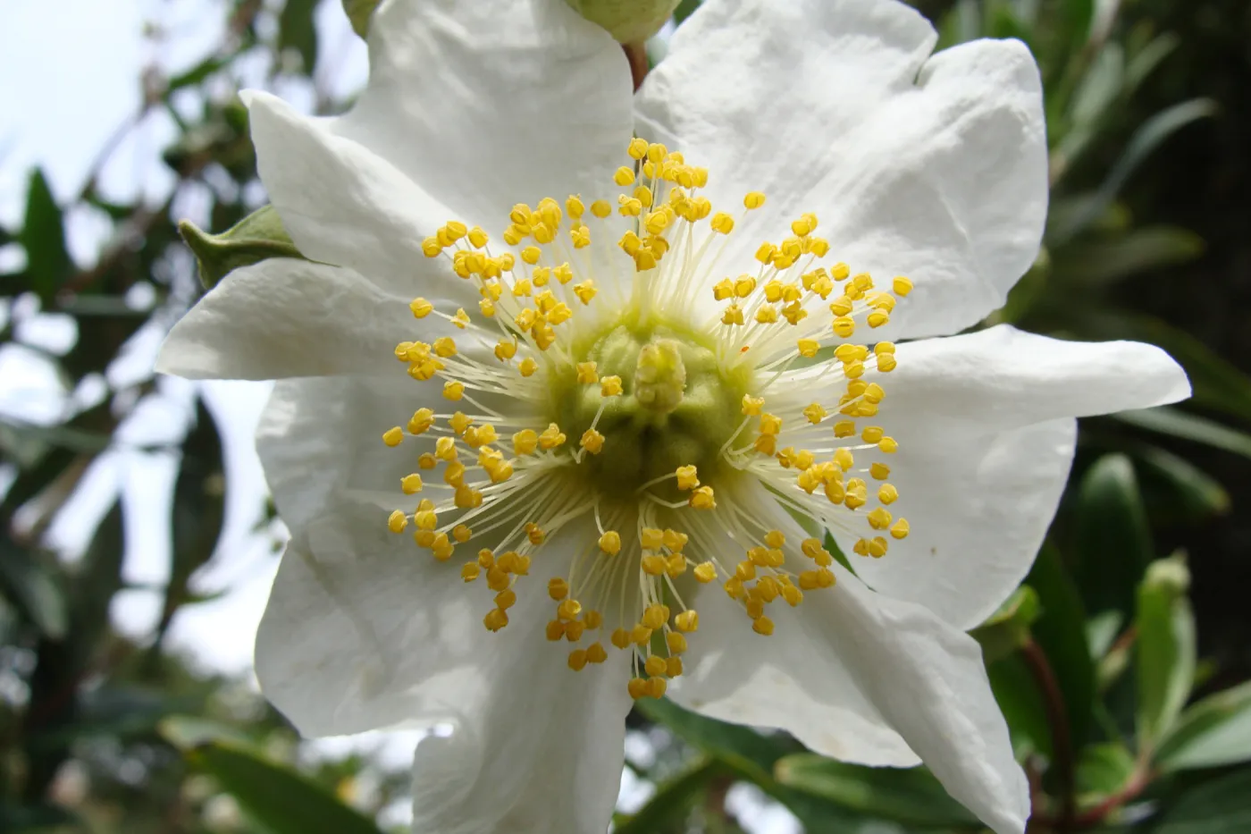 Carpenteria californica flower, Conservation Display Garden, SBBG