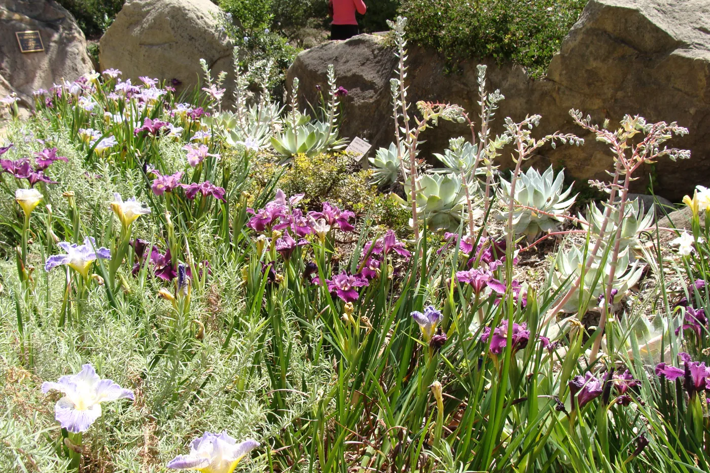 iris Canyon Velvet and Idylwild flower display, Home Demonstration Garden, 2011