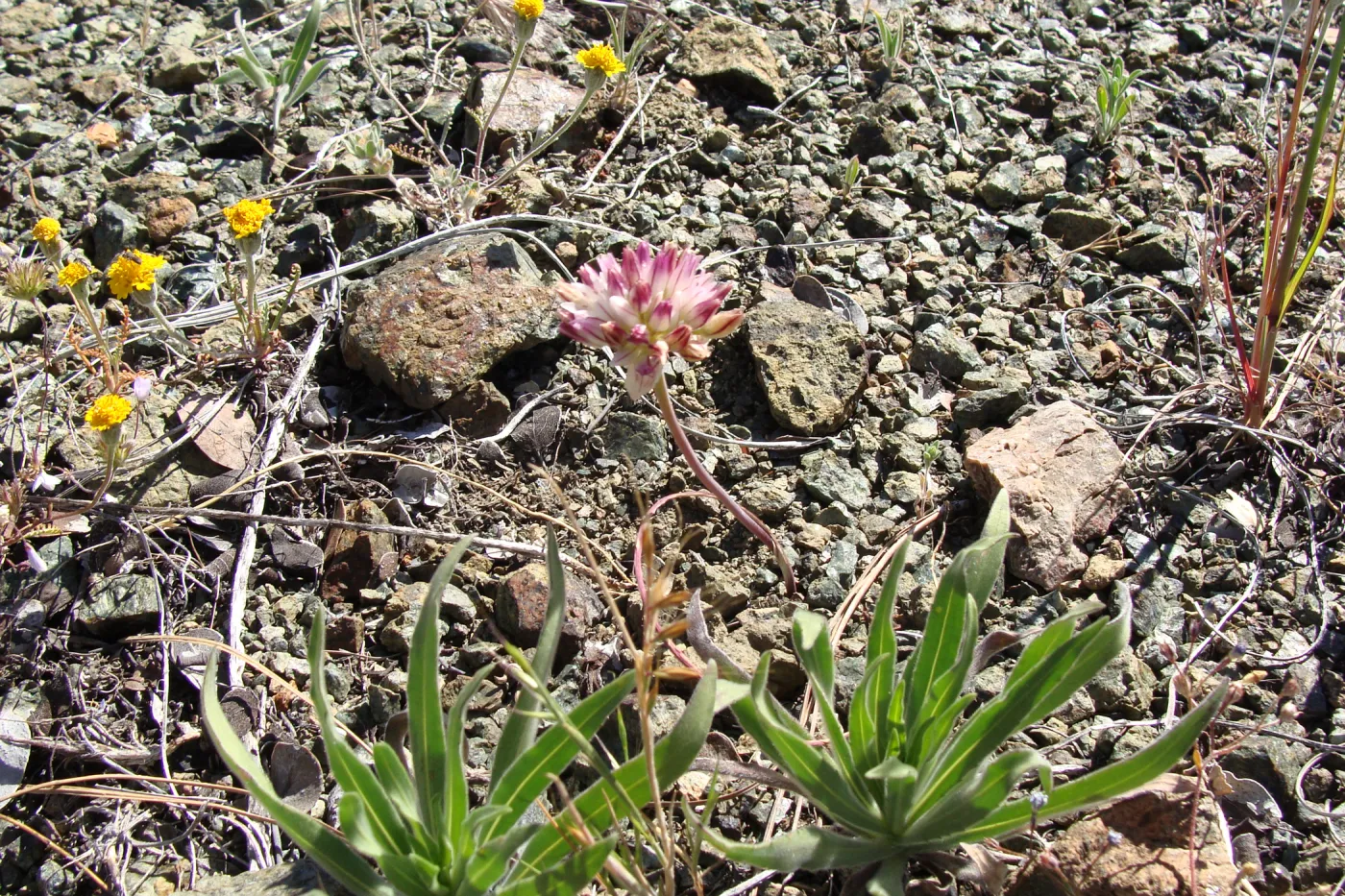 Allium in flower, serpentine outcrop, Figueroa Mountain, 2011