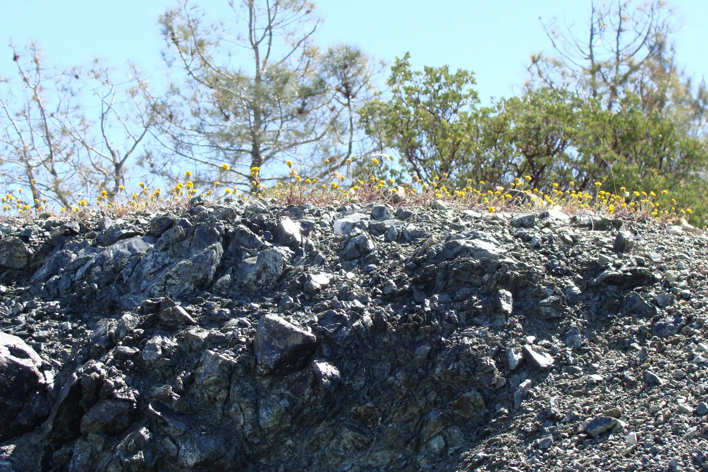 wildflowers on serpentine outcrop, Figueroa Mountain, 2011