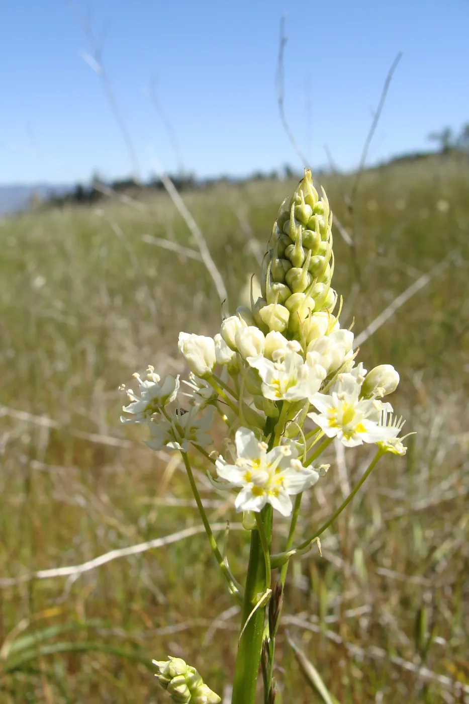 Zigadenus fremontii, grassy meadow, Figueroa Mountain, 2011