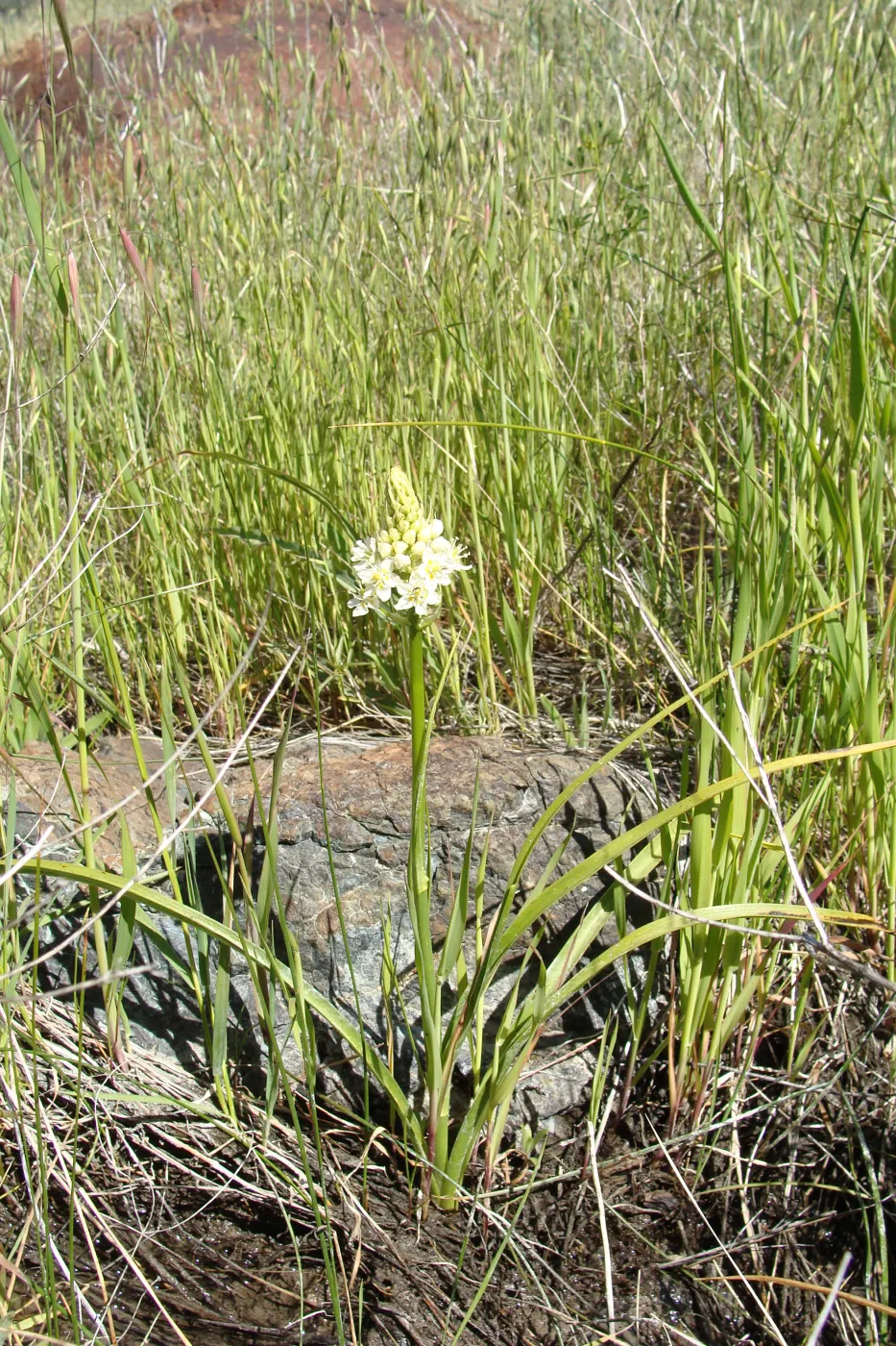 Zigadenus fremontii, grassy meadow, Figueroa Mountain, 2011