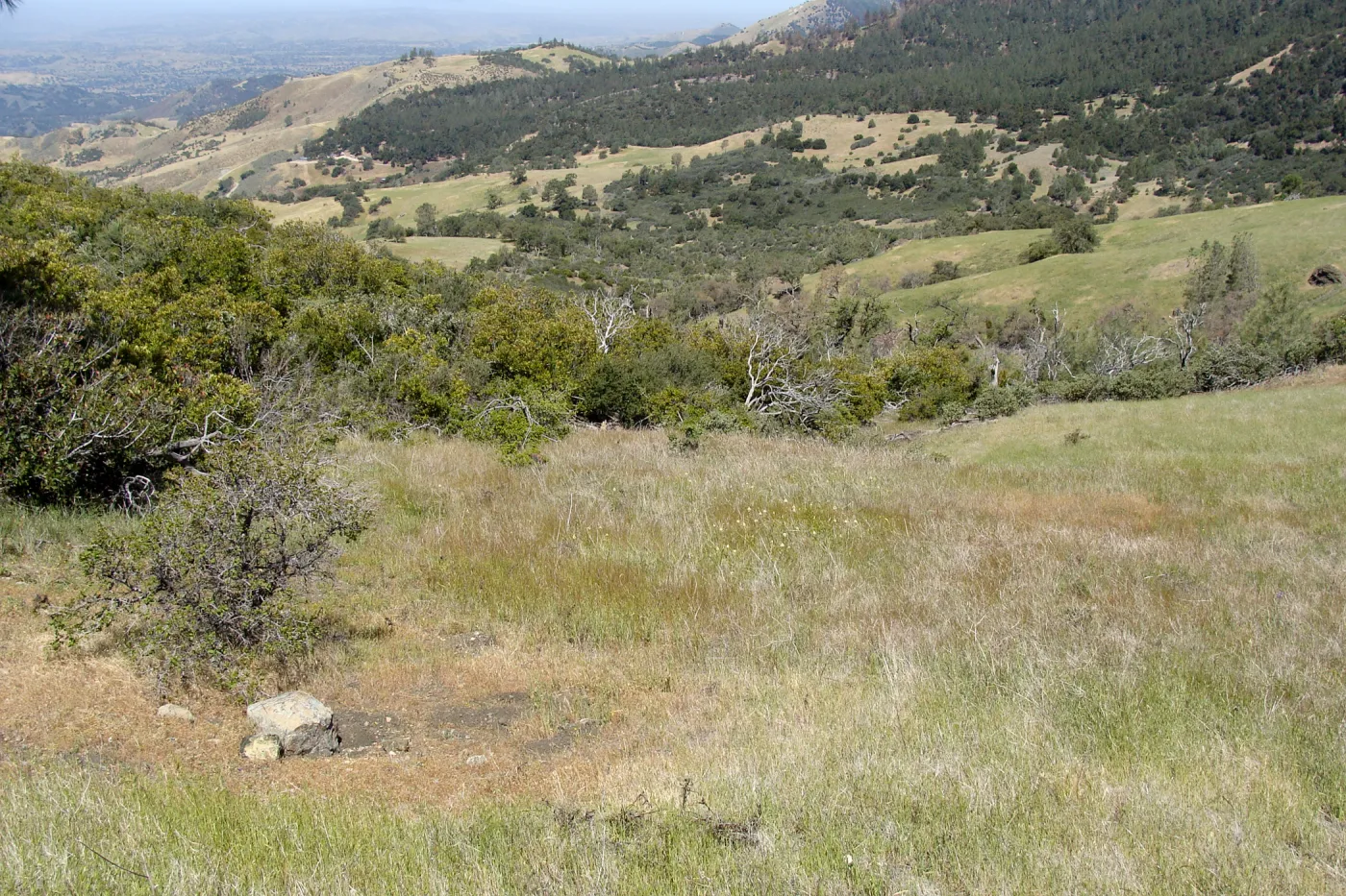 Zigadenus fremontii population, grassy meadow, Figueroa Mountain, 2011