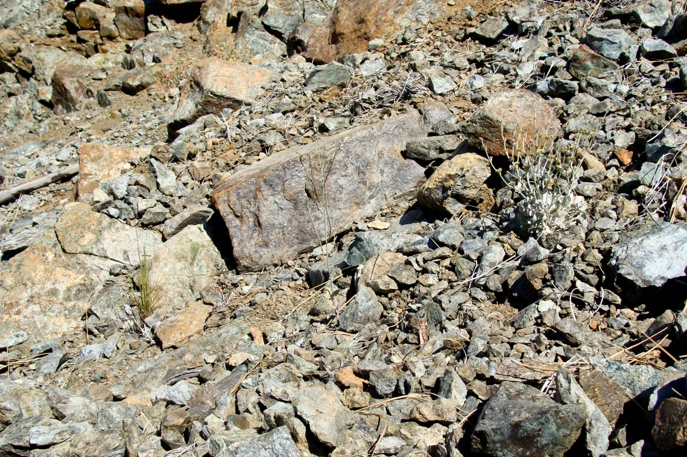 center of photo: Caulanthus amplexicaulis var. barbarae, Santa Barbara jewelflower, serpentine outcrop, Figueroa Mountain, 2011