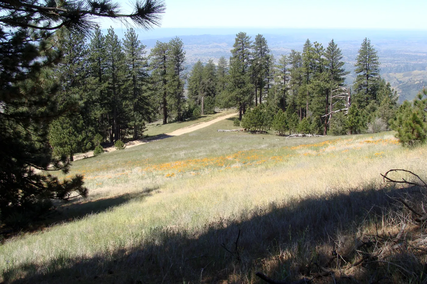 poppies, wildflowers, Figueroa Mountain, 2011