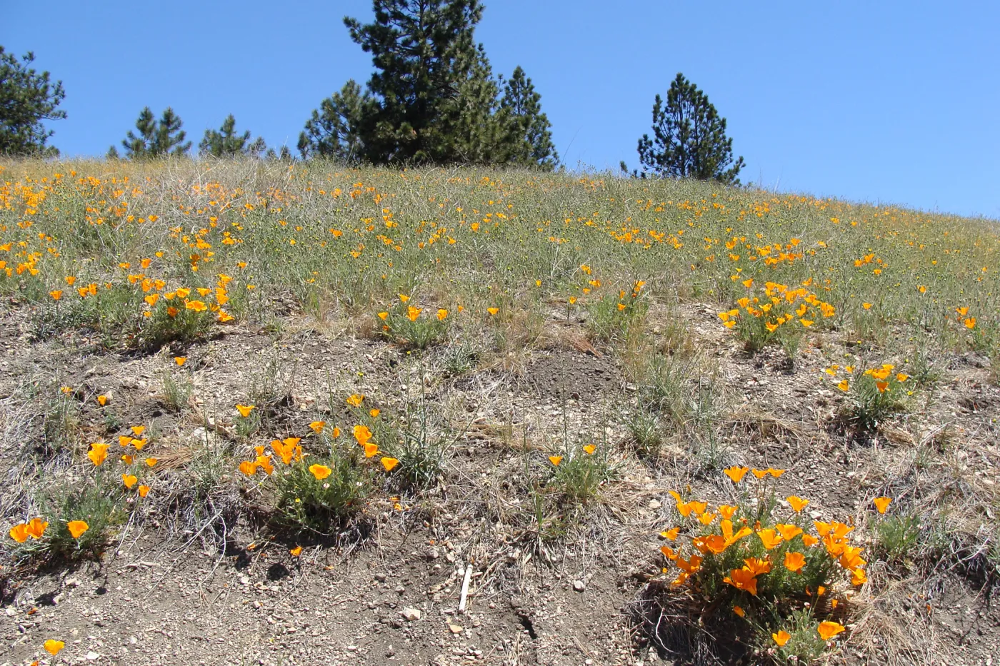 poppies, wildflowers, Figueroa Mountain, 2011