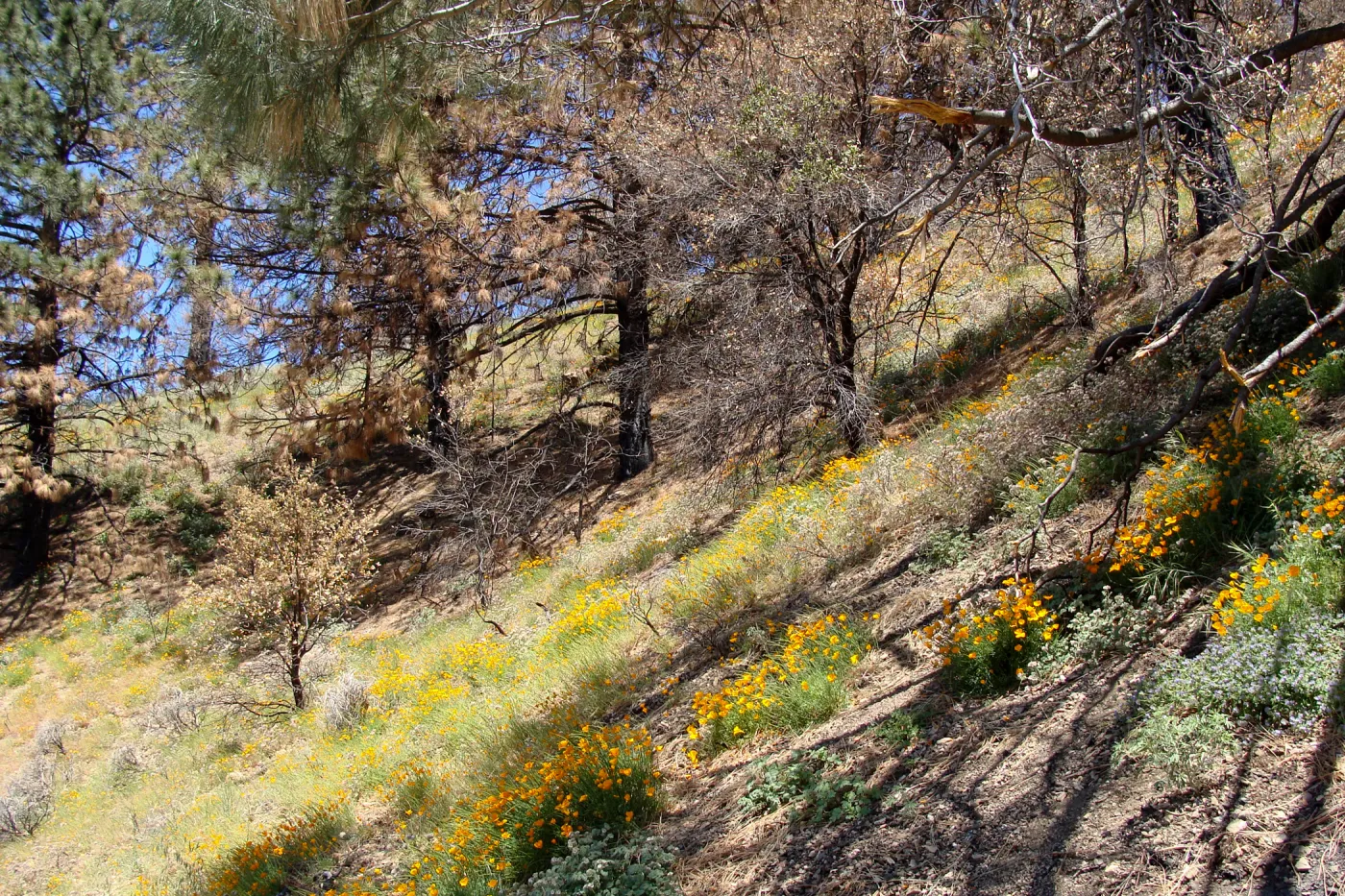 poppies, wildflowers, Figueroa Mountain, 2011