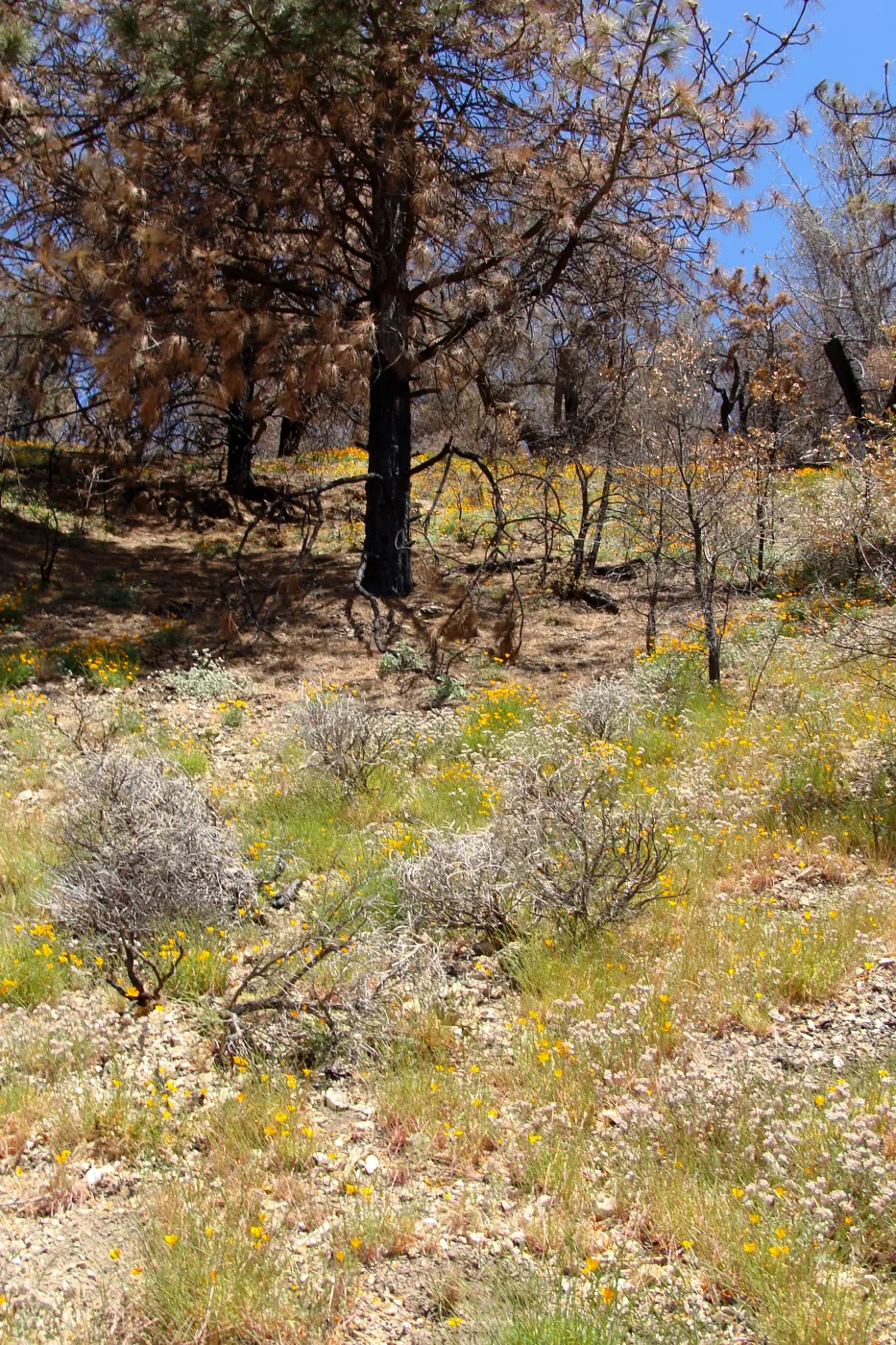 poppies, wildflowers, Figueroa Mountain, 2011