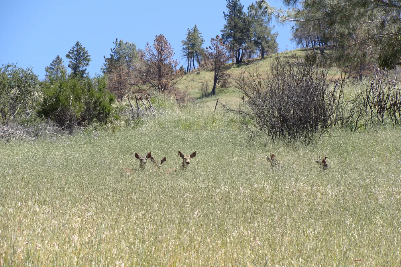 deer, Figueroa Mountain, 2011
