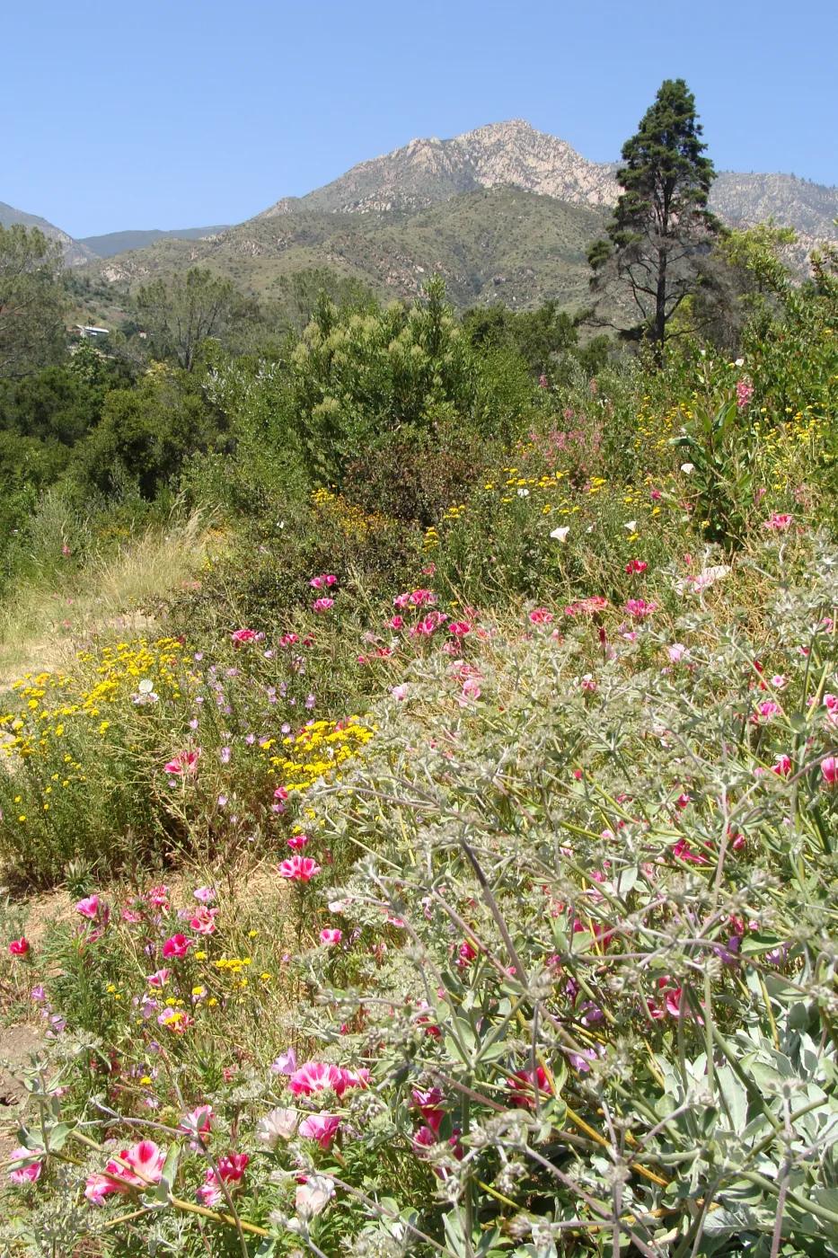 view of Arlington Peak from the Porter Trail, SBBG, wildflowers