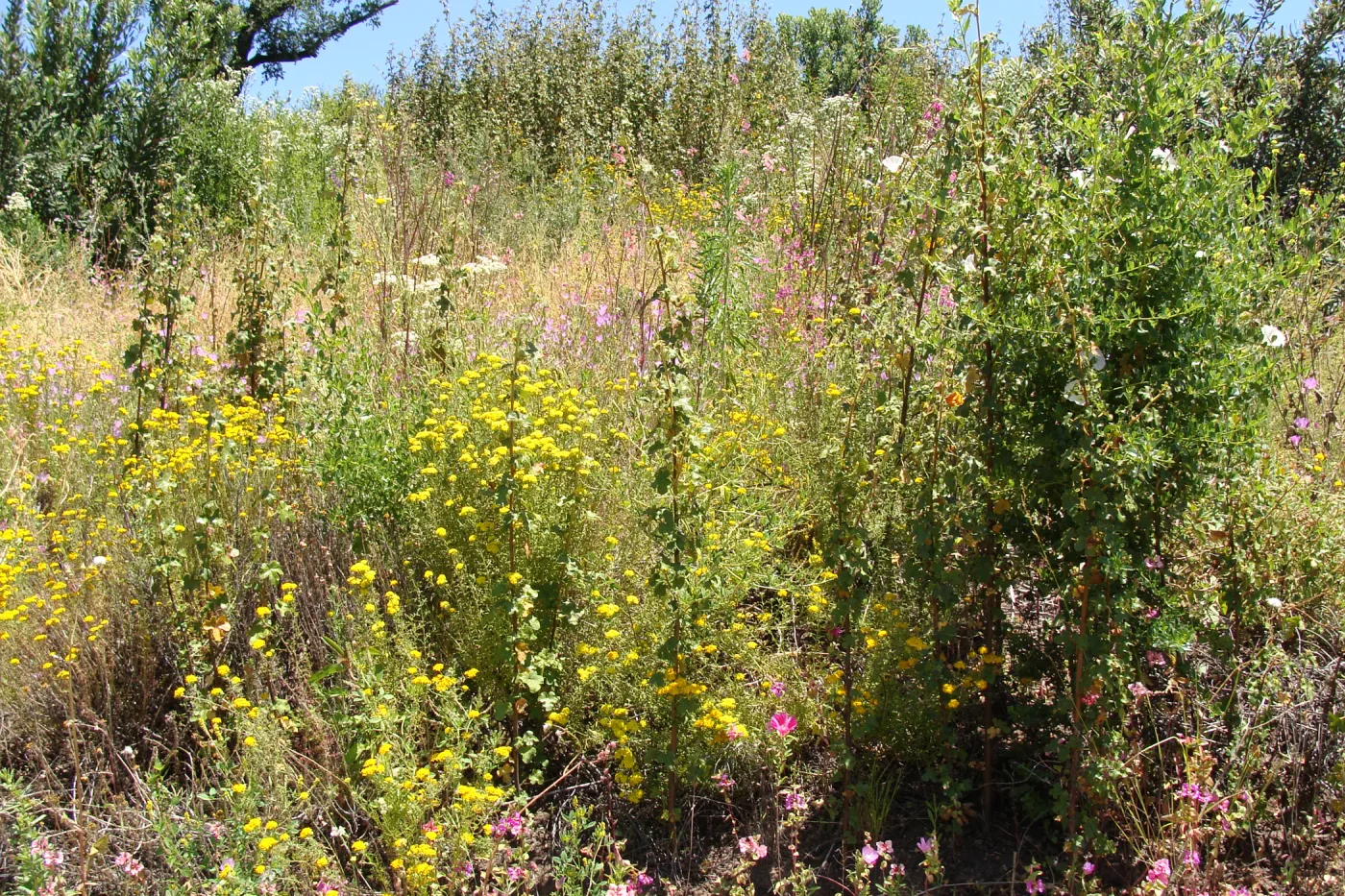 Fremontodendron (Flannel bush) volunteers on the Porter Trail slope, SBBG, after the Jesusita Fire