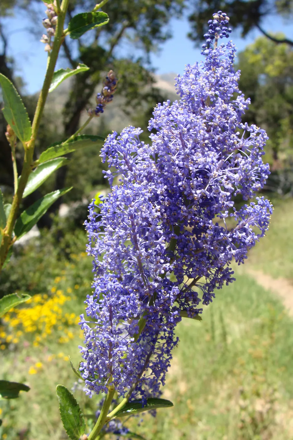 Ceanothus cyaneus in flower on the Porter Trail, volunteer after the Jesusita Fire, SBBG