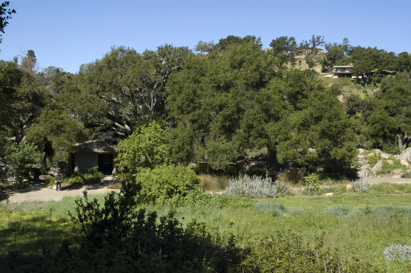 view across the Meadow to the Meadow Oaks and Pond from the parking lot, SBBG, 2 years after the Jesusita Fire