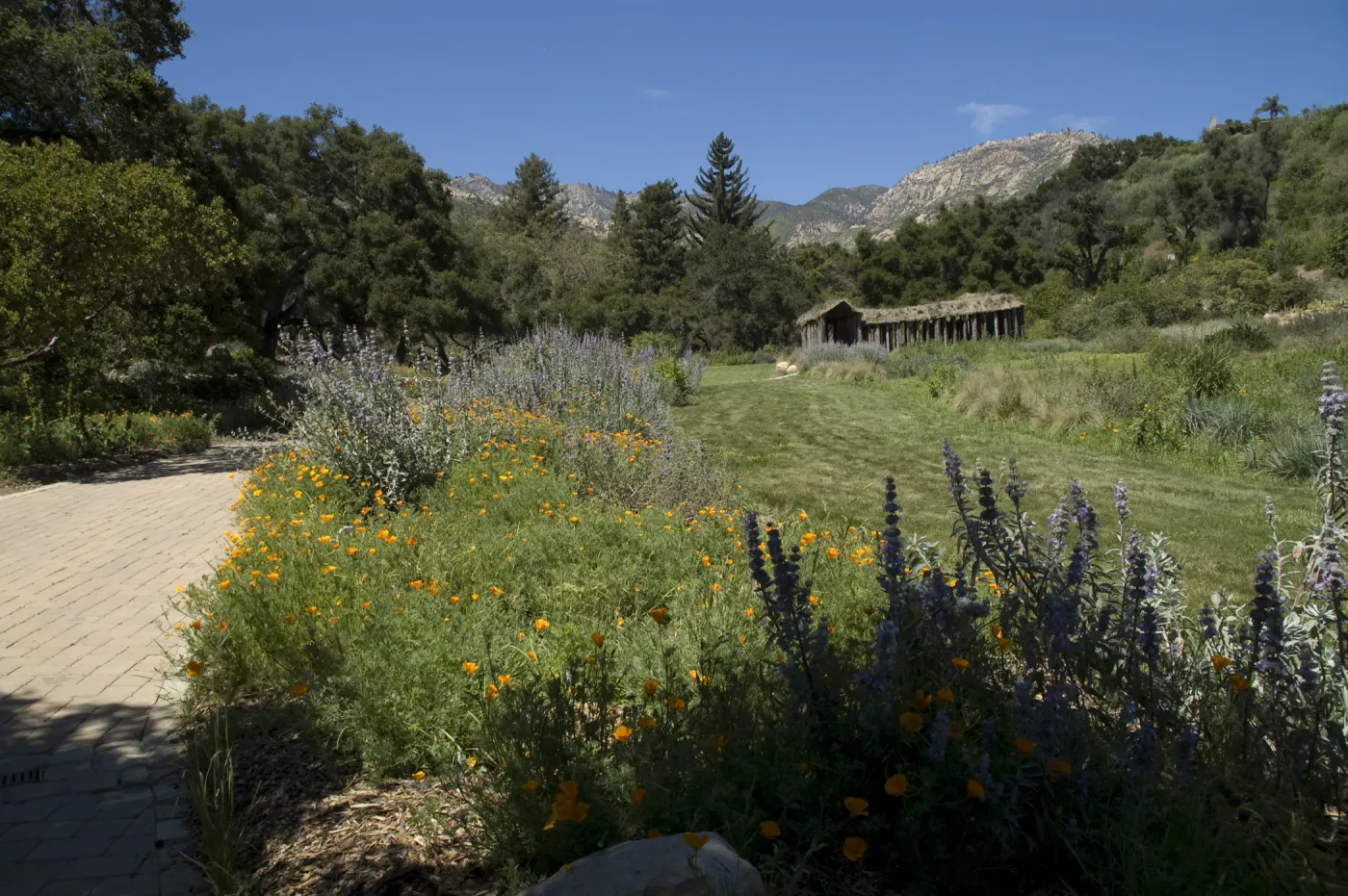 Meadow, Herb Parker exhibit, SBBG, 2 years after the Jesusita Fire