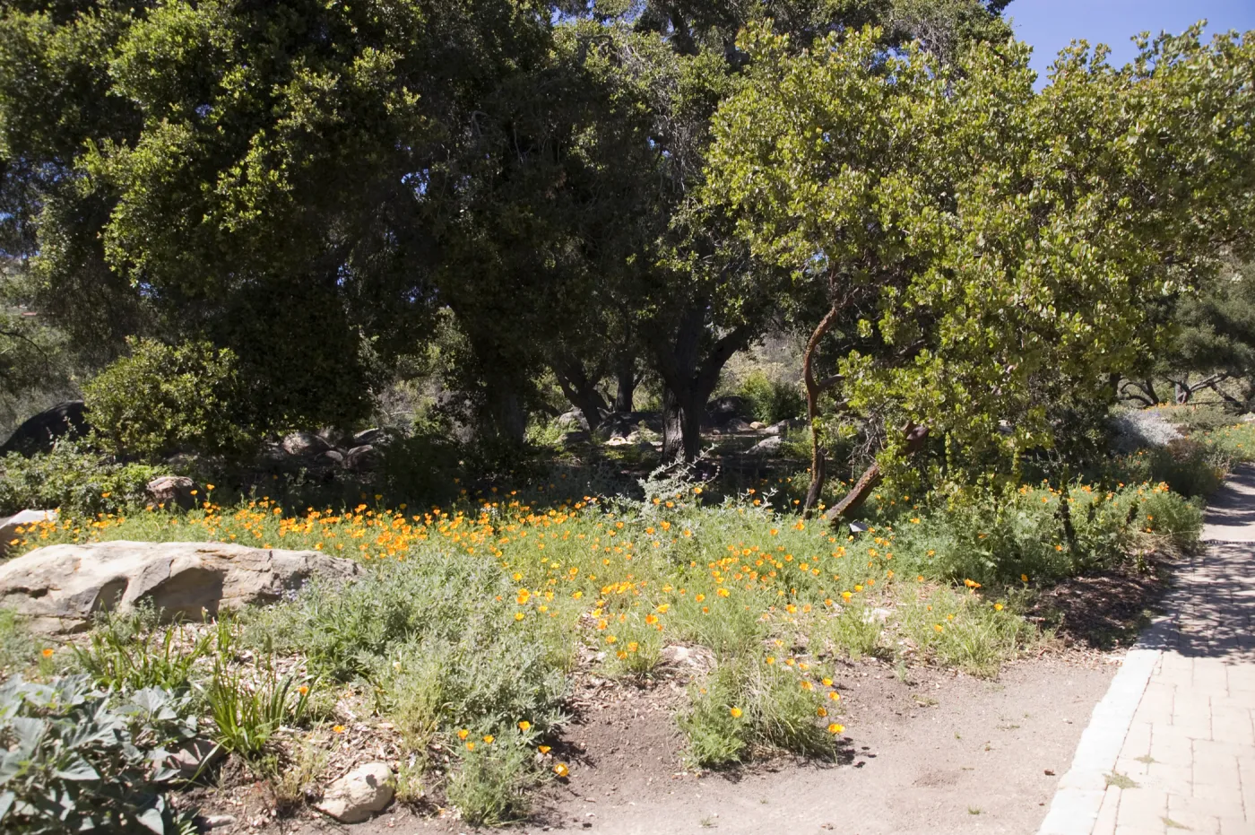 Meadow Oaks, SBBG, 2 years after the Jesusita Fire