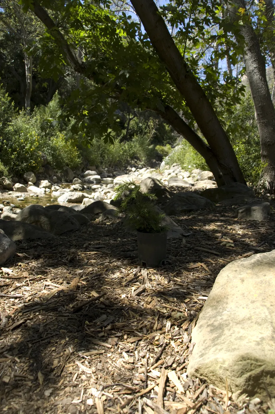 new plants in the Redwood Section along Mission Creek, SBBG, 2 years after the Jesusita Fire