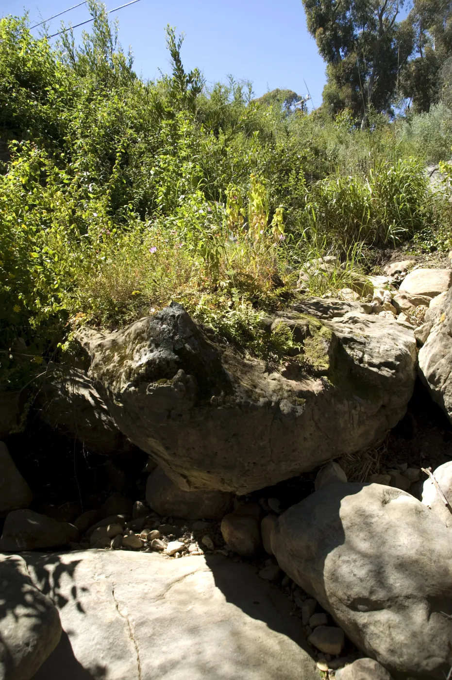 Pritchett Trail, SBBG, 2 years after the Jesusita Fire