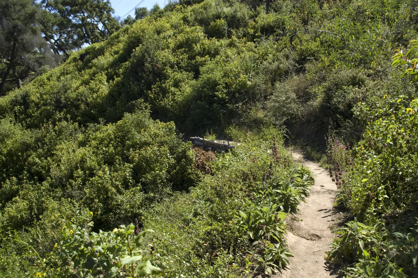 Pritchett Trail, SBBG, 2 years after the Jesusita Fire