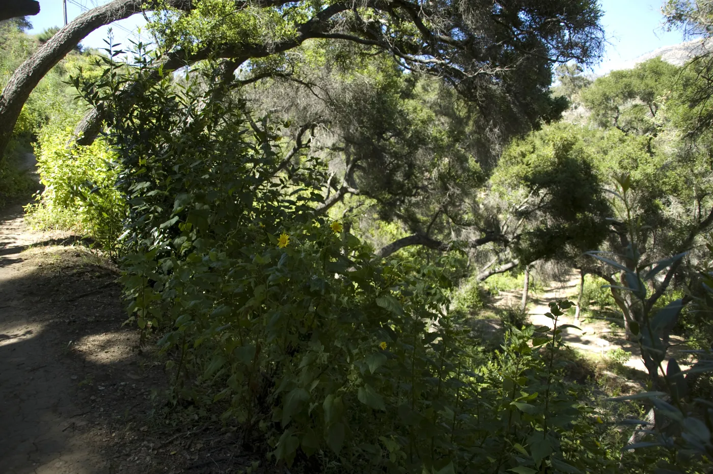 Canyon sunflower, Pritchett Trail slope, SBBG, 2 years after the Jesusita Fire