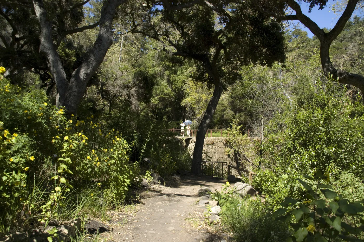 view from Fiber Arts location to visitors on top of Mission Dam, SBBG, 2 years after the Jesusita Fire
