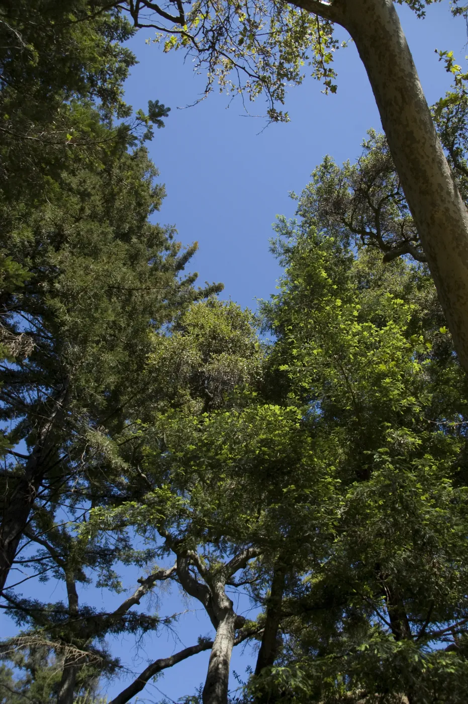 tree canopy, Mission Canyon, SBBG, 2 years after the Jesusita Fire
