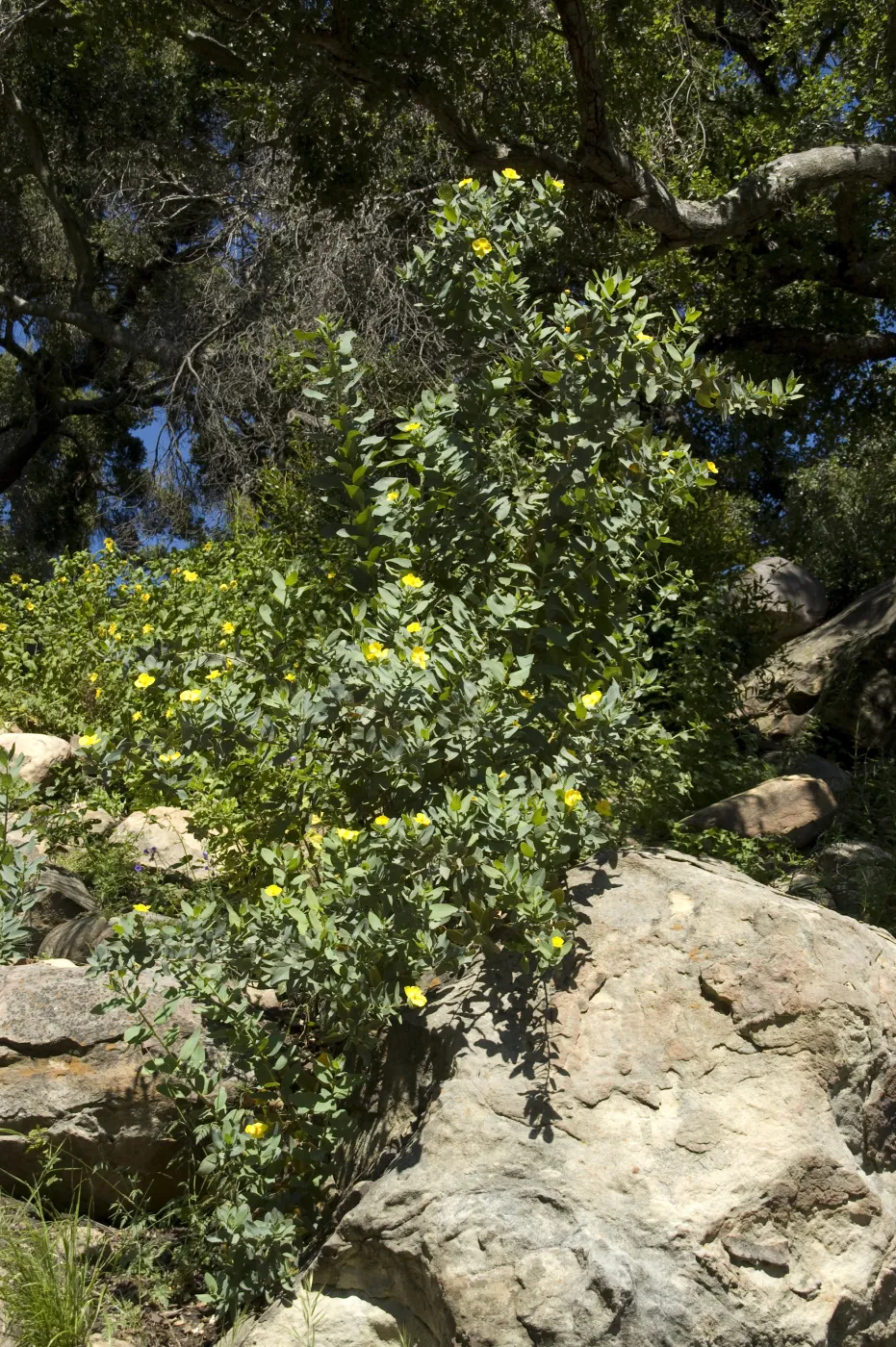 Dendromecon Campbell Trail slope, SBBG, 2 years after the Jesusita Fire