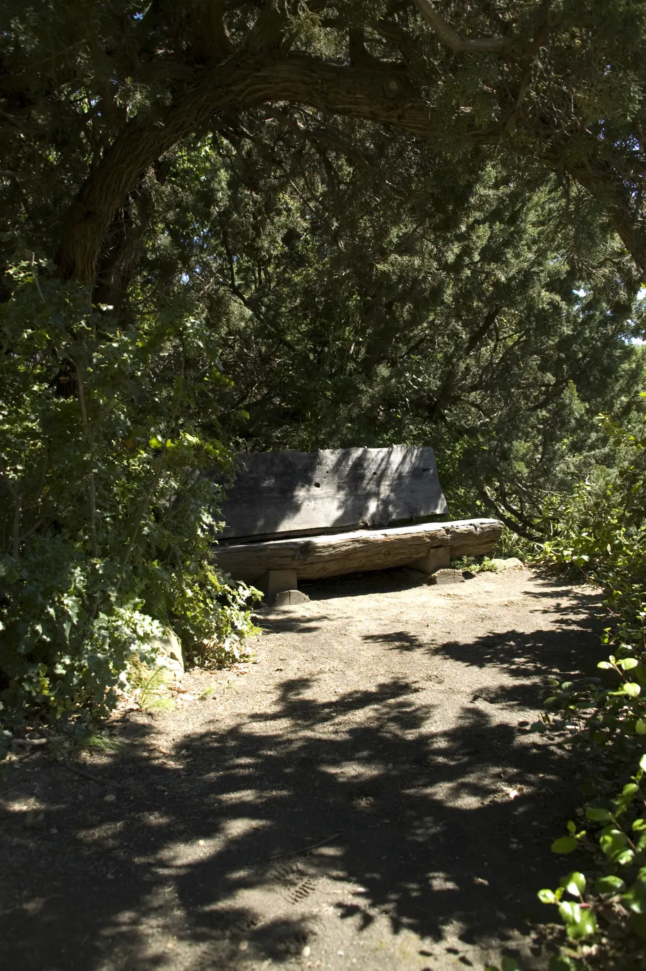 wood bench in Meadow, SBBG, 2 years after the Jesusita Fire
