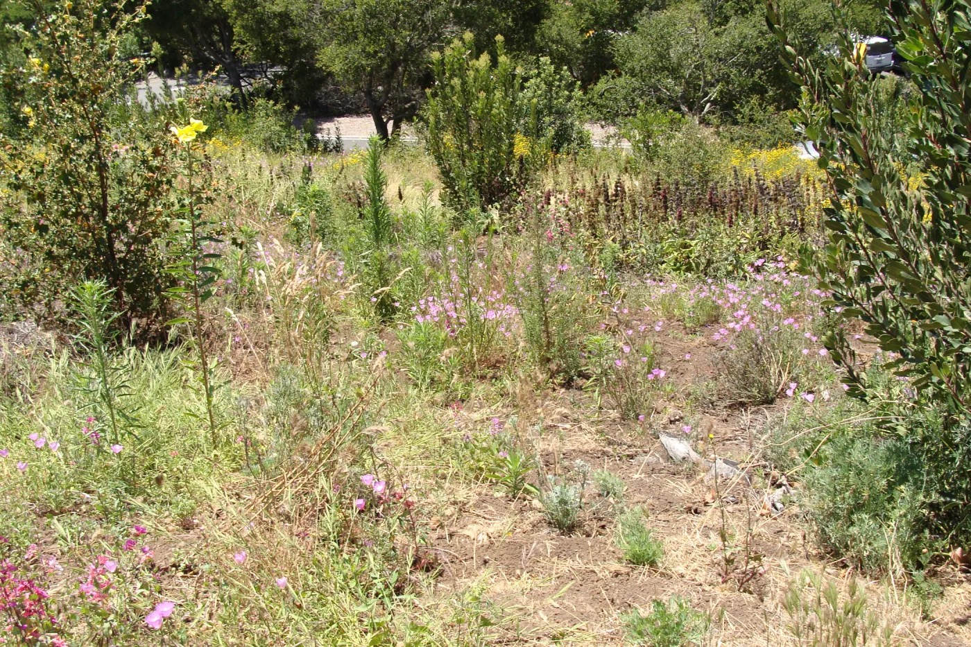 Porter Trail slope, Cypress Section, SBBG, 2 years after the Jesusita Fire