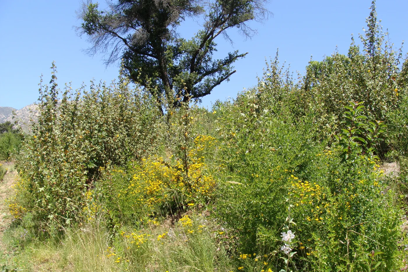 flannel bush volunteers on the Porter Trail slope, SBBG, 2 years after the Jesusita Fire