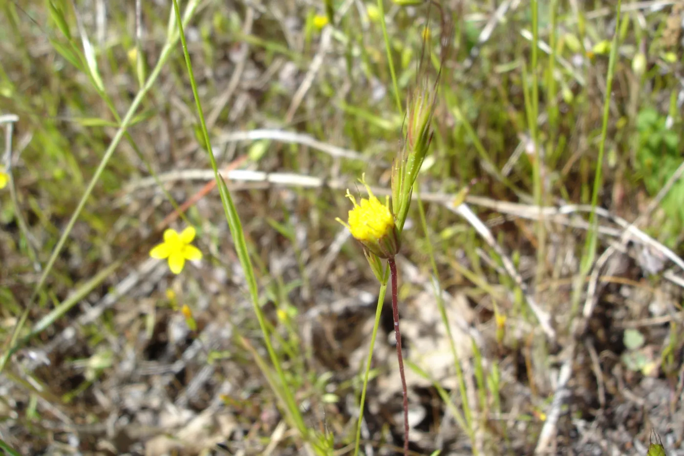 Pentachaeta exilis subsp. aeolica colony, Santa Lucia Mountains, SBBG Research and Conservation staff field trip, Fort Hunter Liggett
