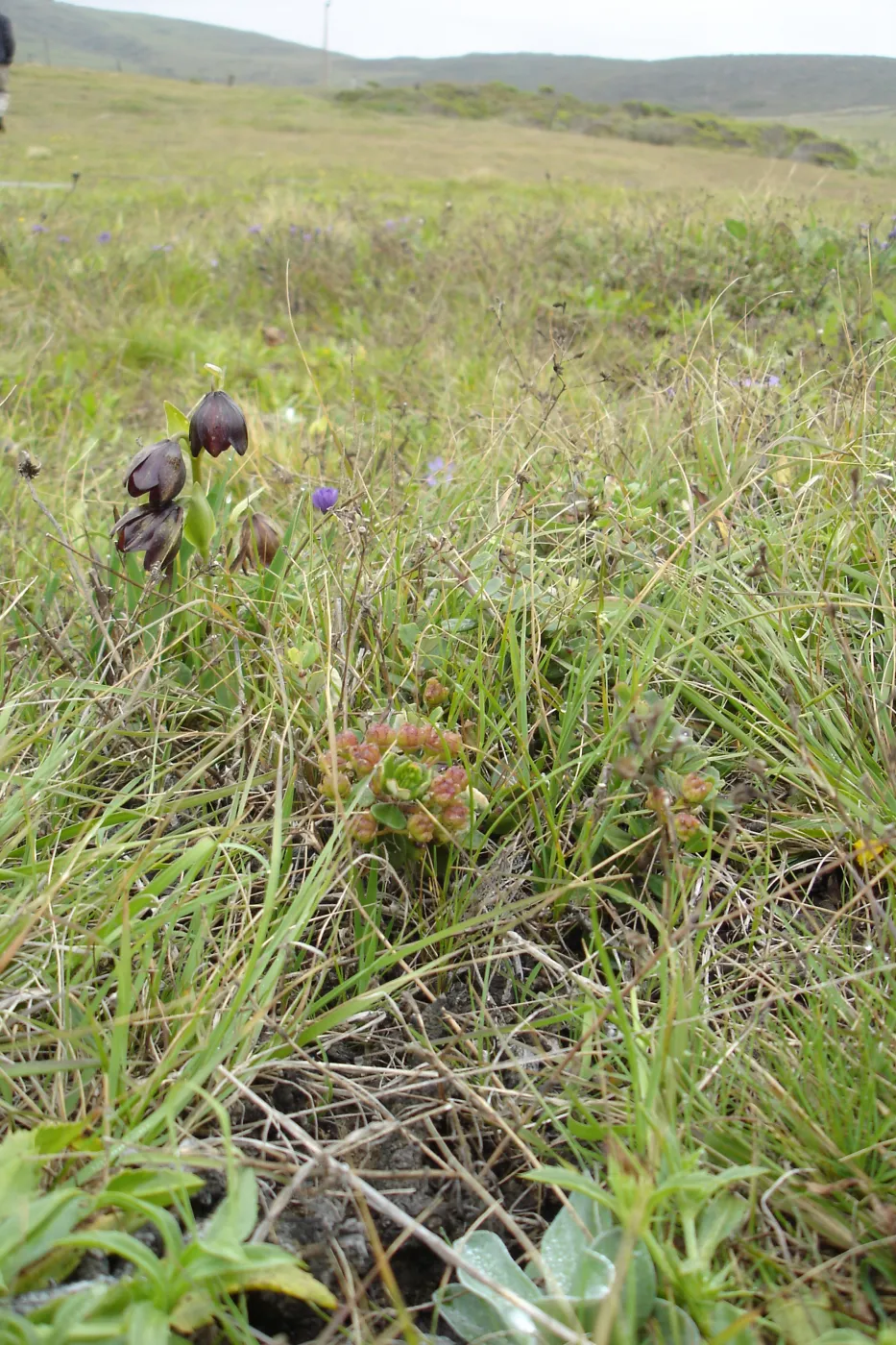 coastal bluff, SBBG Research and Conservation Department fieldtrip, California coast, north of Piedras Blancas