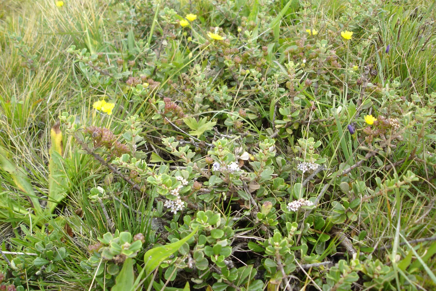 Ceanothus maritimus, coastal bluff, SBBG Research and Conservation Department fieldtrip, California coast, north of Piedras Blancas