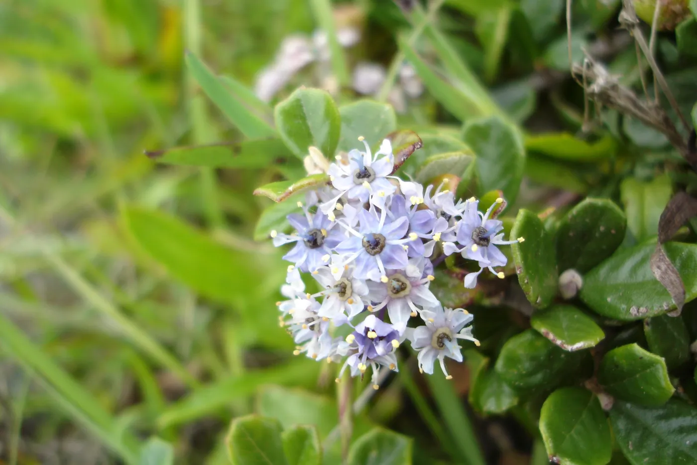 Ceanothus maritimus, SBBG Research and Conservation Department fieldtrip, California coast, north of Piedras Blancas