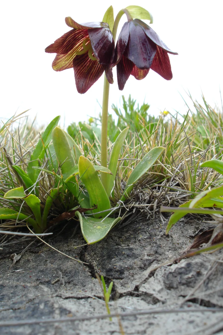 SBBG Research and Conservation Department fieldtrip, California coast, north of Piedras Blancas