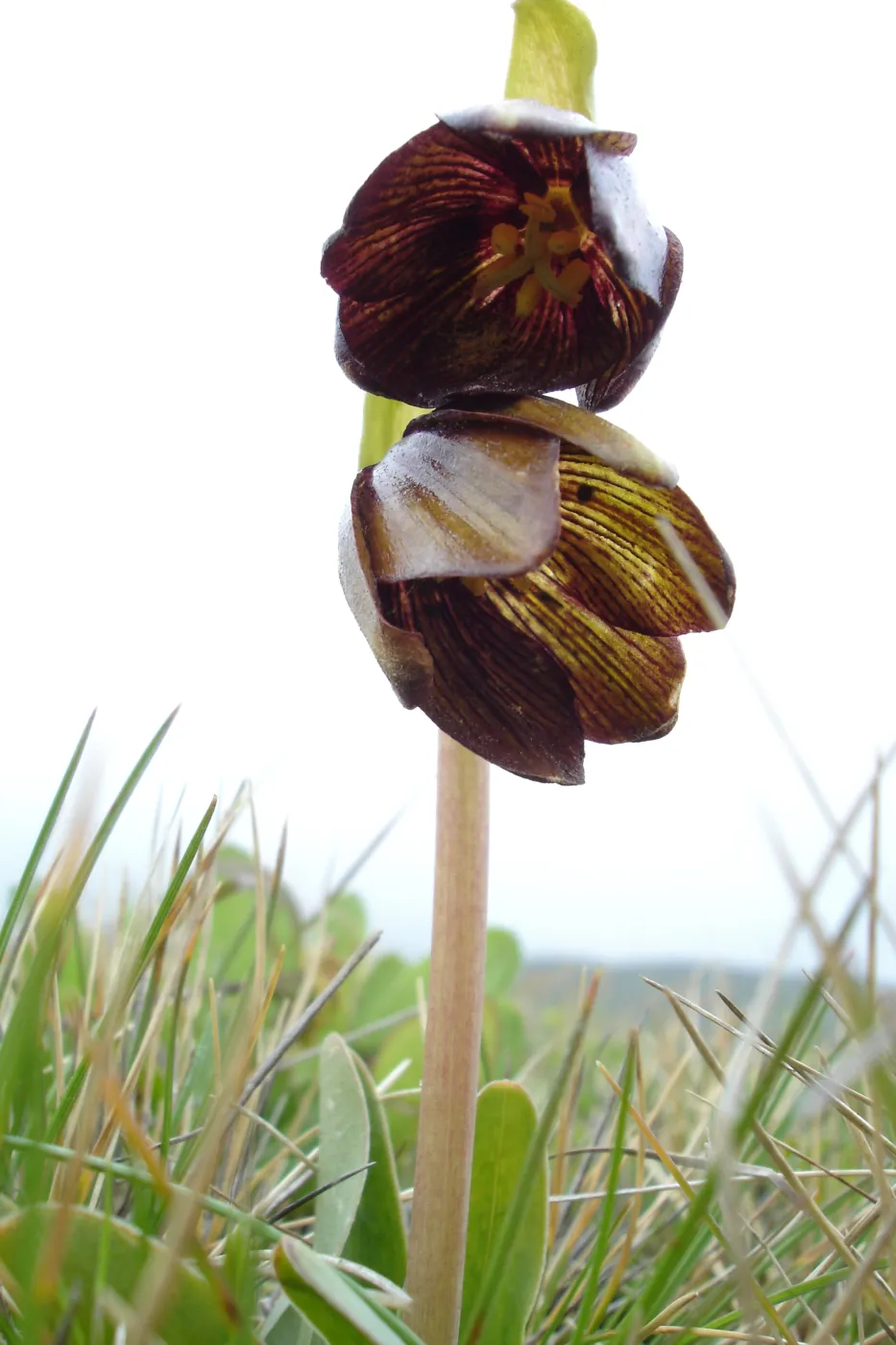 chocollate lily, SBBG Research and Conservation Department fieldtrip, California coast, north of Piedras Blancas