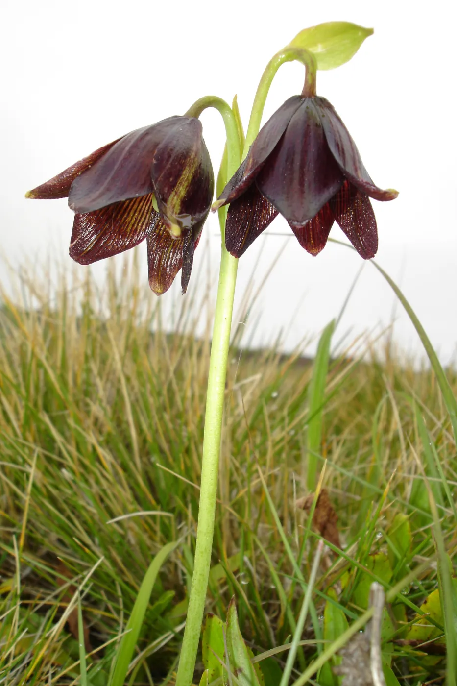 chocollate lily, SBBG Research and Conservation Department fieldtrip, California coast, north of Piedras Blancas