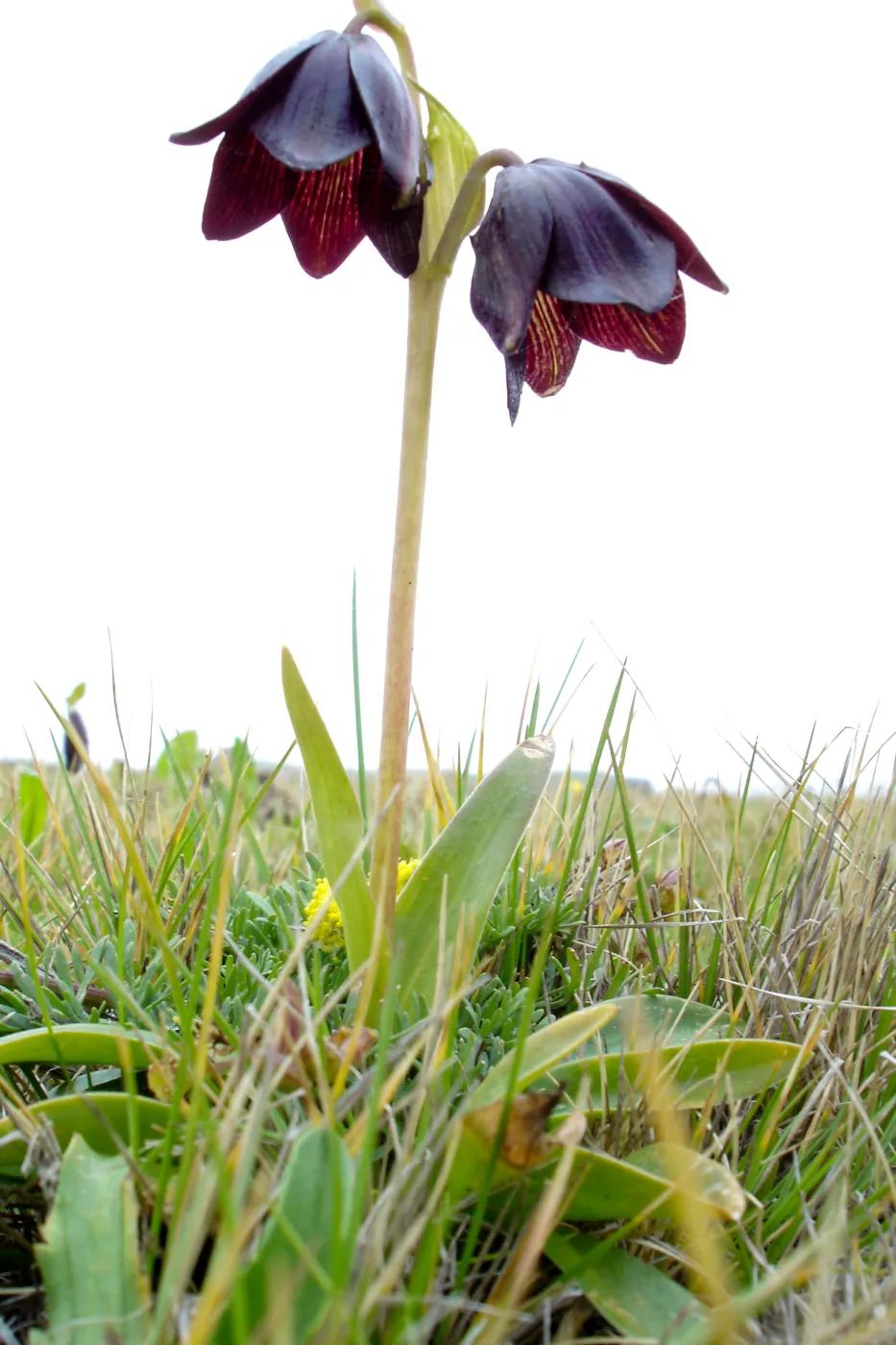 chocollate lily, SBBG Research and Conservation Department fieldtrip, California coast, north of Piedras Blancas