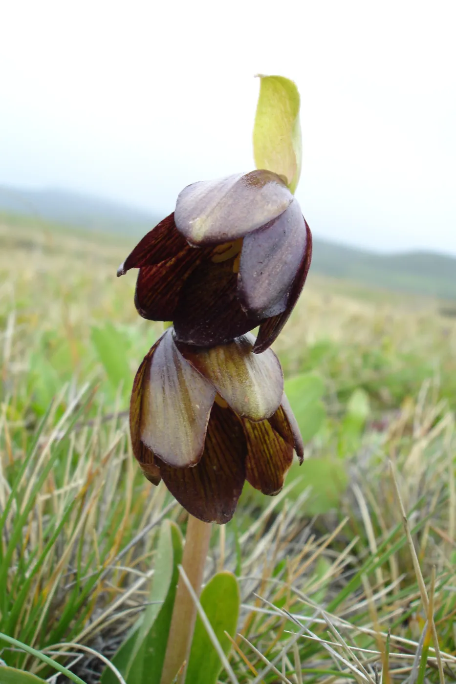 chocollate lily, SBBG Research and Conservation Department fieldtrip, California coast, north of Piedras Blancas