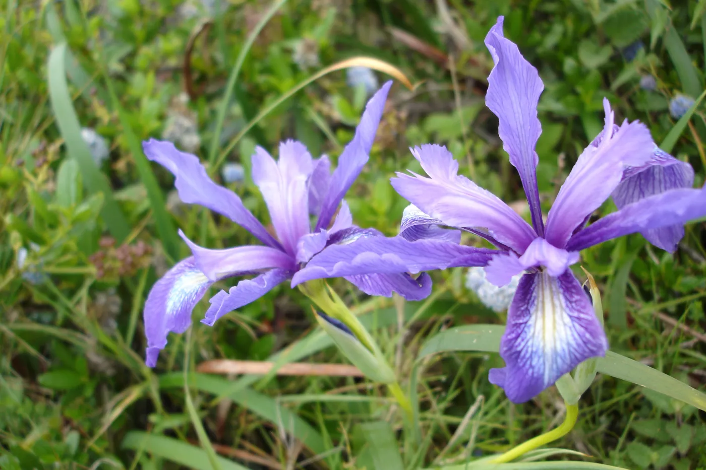 wild pacific coast iris, SBBG Research and Conservation Department fieldtrip, California coast, north of Piedras Blancas