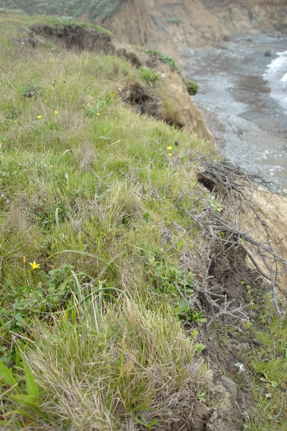 coastal bluff, SBBG Research and Conservation Department fieldtrip, California coast, north of Piedras Blancas