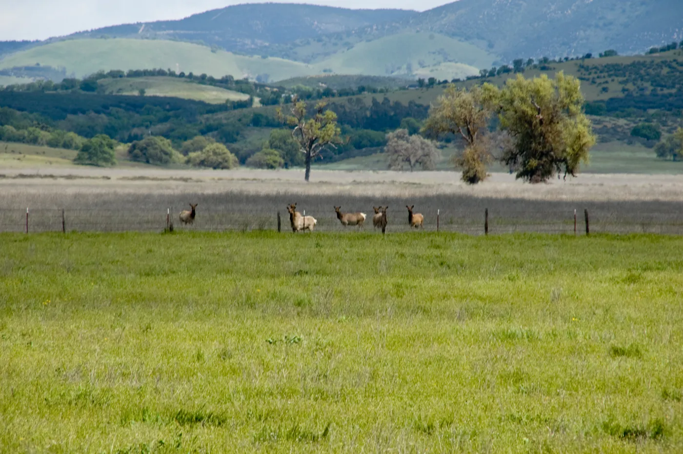 elk herd, Fort Hunter Liggett, SBBG Research and Conservation staff field trip, 2006