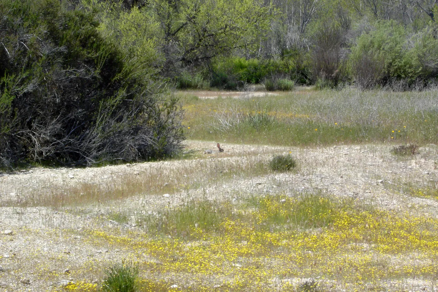 wildflowers, cottontail rabbit, bunny, Mission San Antonio, Fort Hunter Liggett, SBBG Research and Conservation staff field trip, 2006