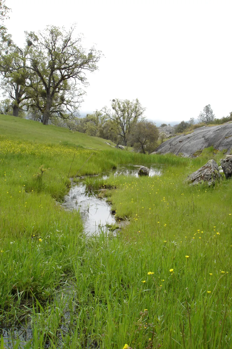 spring, Wagon Caves rock shelter, Fort Hunter Liggett, SBBG Research and Conservation staff field trip, 2006