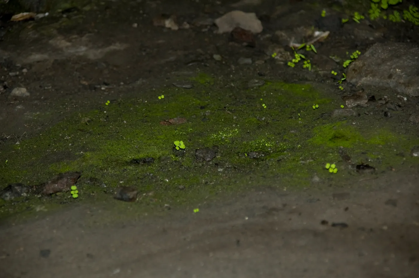 Wagon Caves rock shelter, Fort Hunter Liggett, SBBG Research and Conservation staff field trip, 2006
