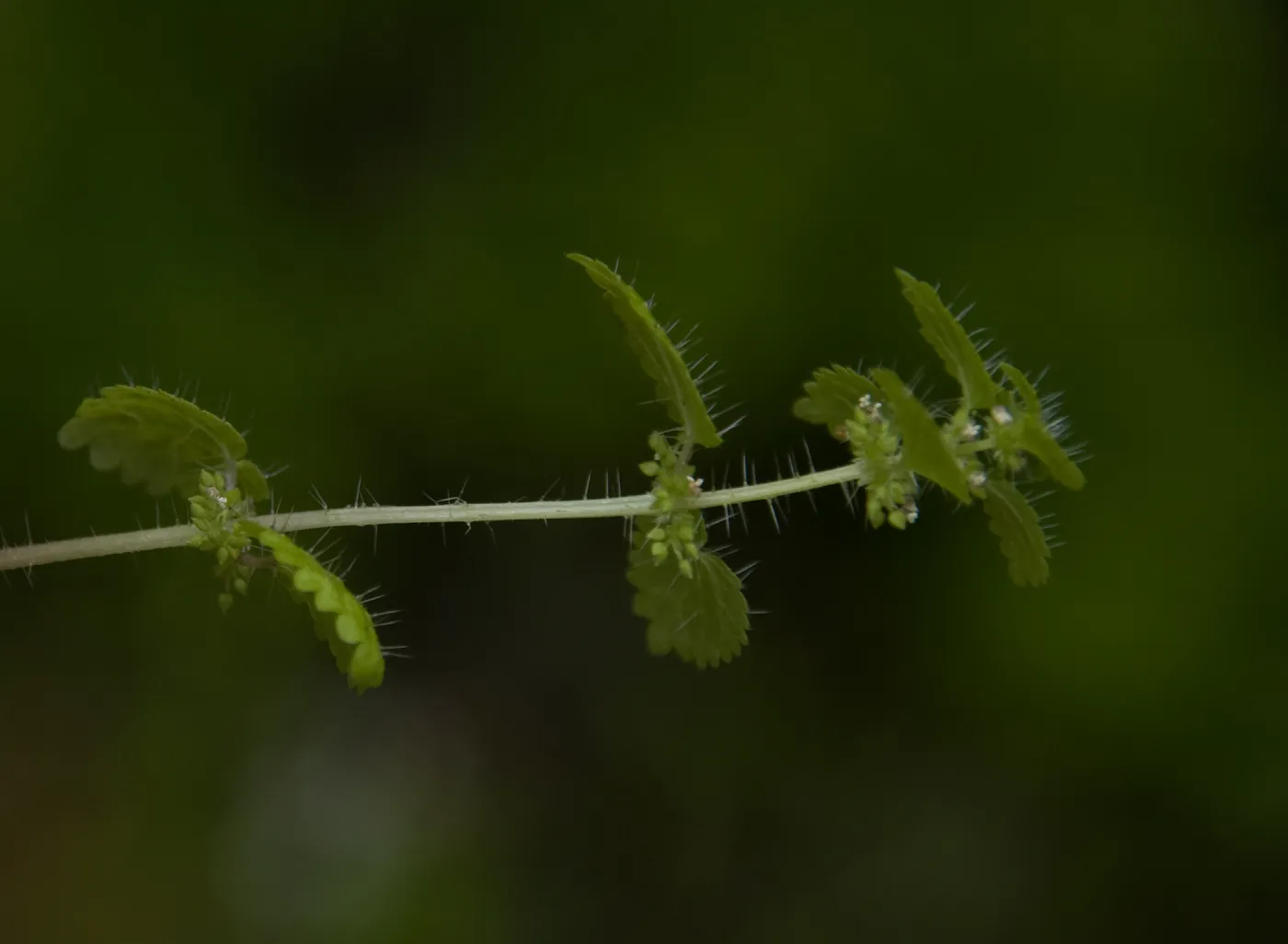 stinging nettle, Wagon Caves rock shelter, Fort Hunter Liggett, SBBG Research and Conservation staff field trip, 2006