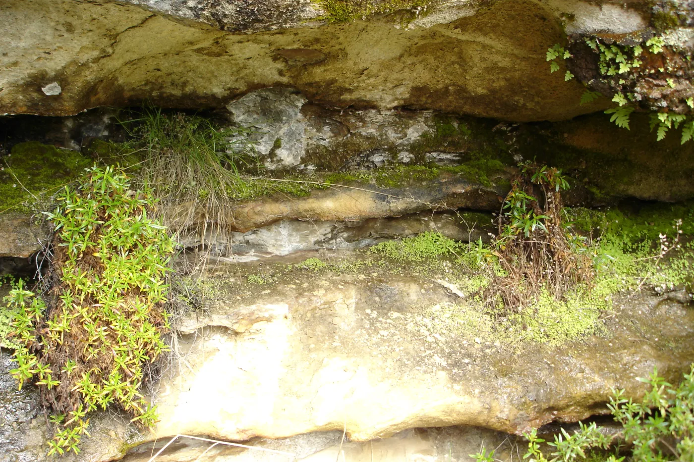 seep, Wagon Caves rock shelter, Fort Hunter Liggett, SBBG Research and Conservation staff field trip, 2006