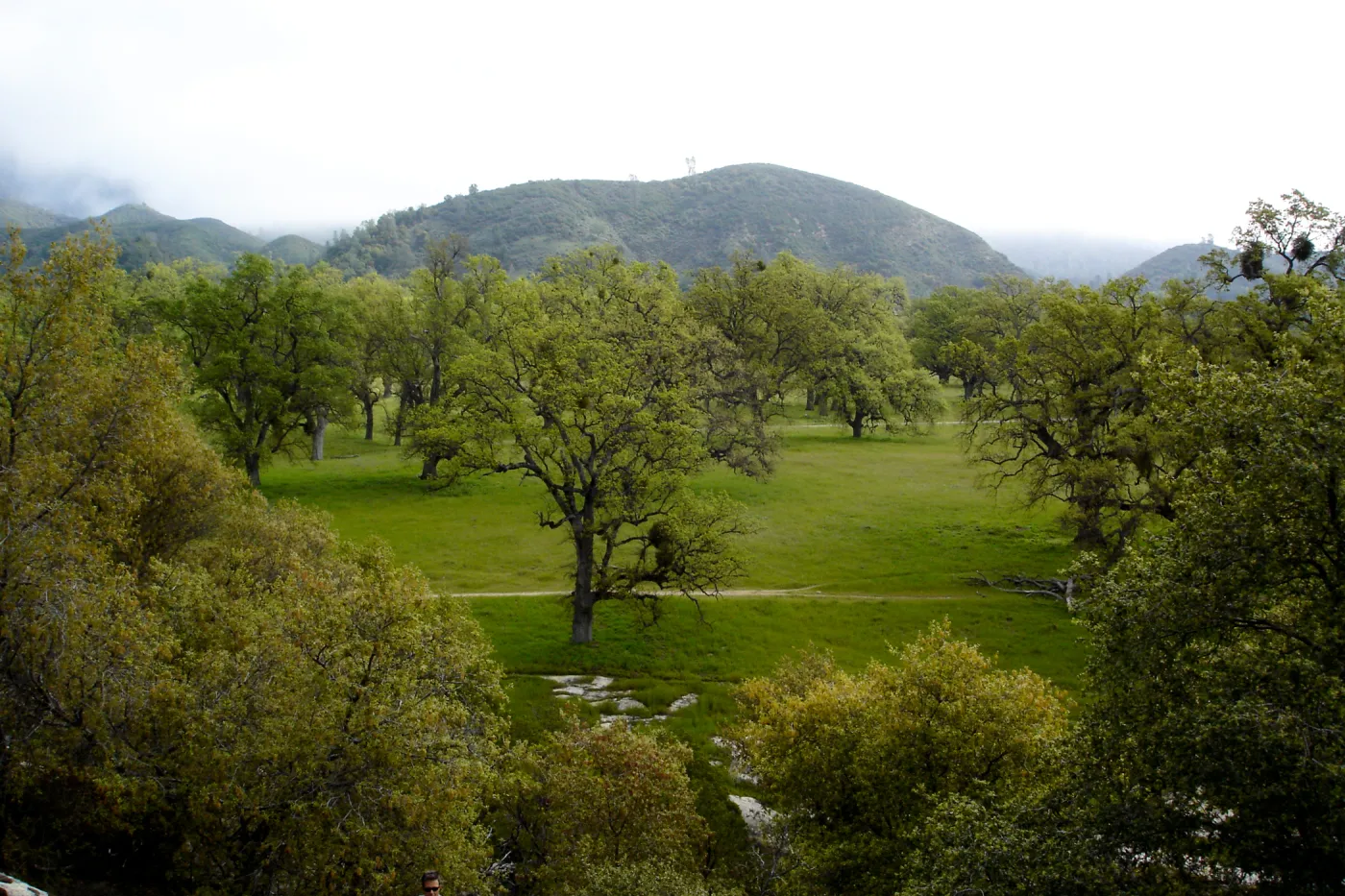 oak woodland, view from top of Wagon Caves rock shelter, Fort Hunter Liggett, SBBG Research and Conservation staff field trip, 2006